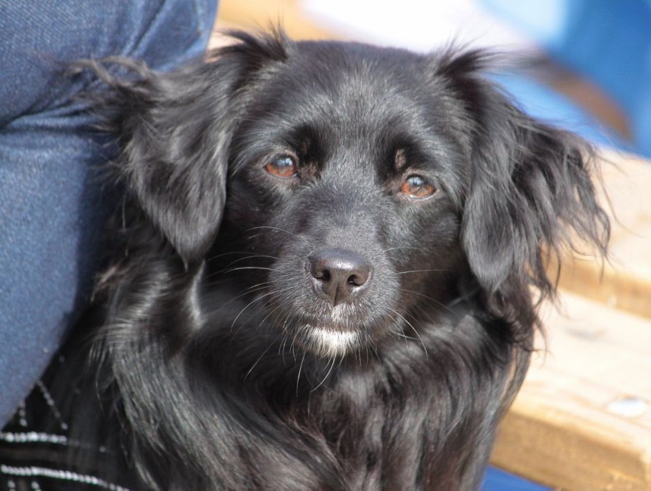 Dutch Tulip Dog