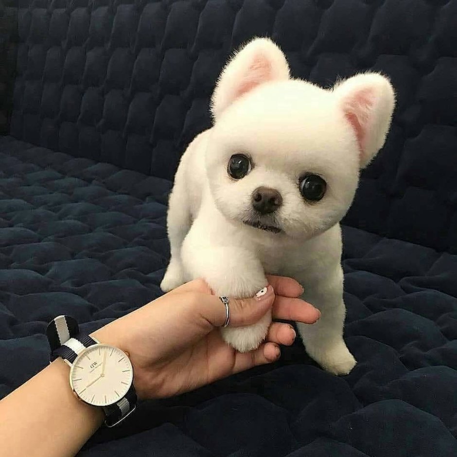 Маленькая плюшевая собачка