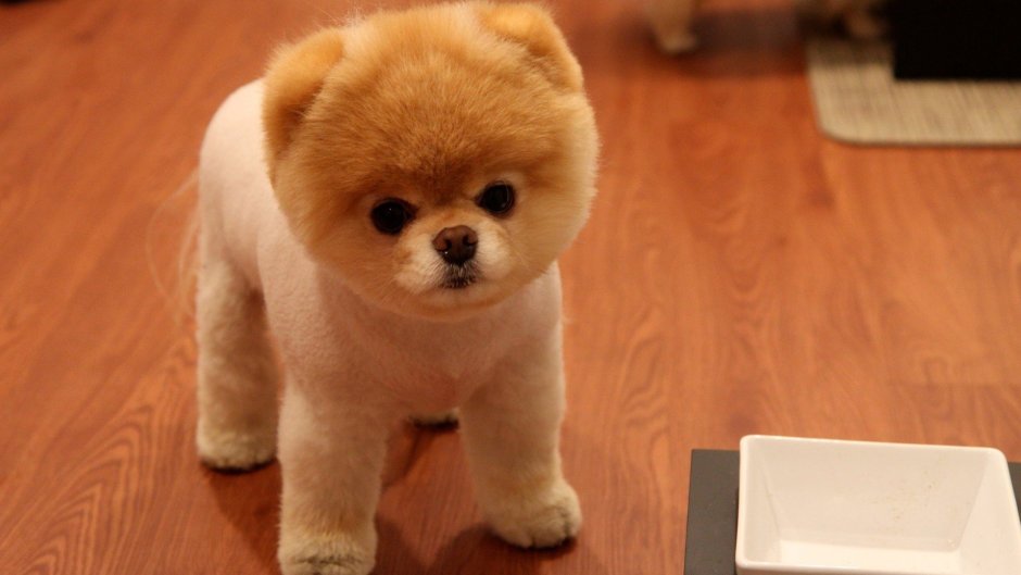 Померанский шпиц Boo