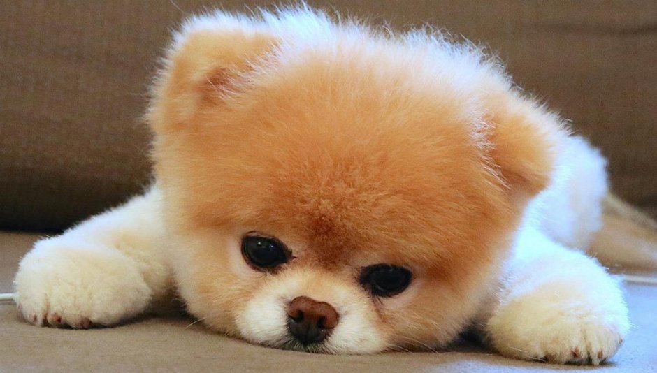 Померанский шпиц Медвежонок