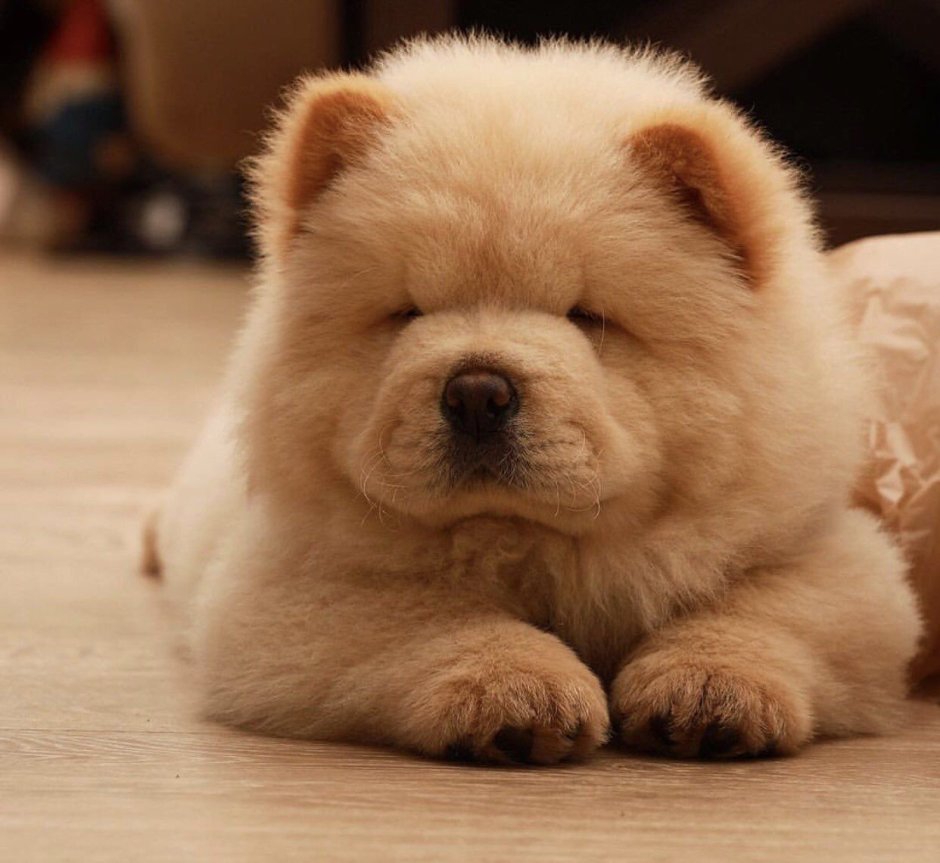 Собачки чау чау