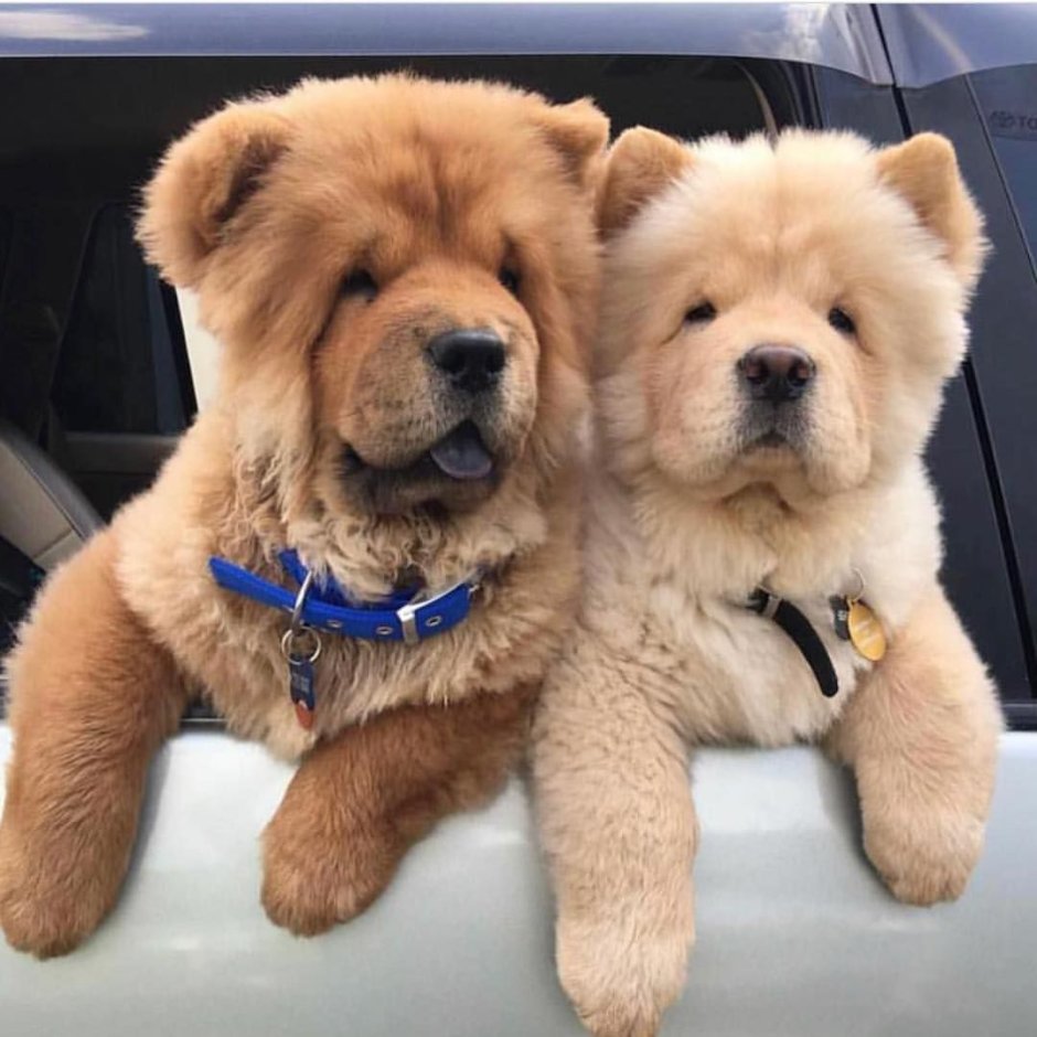 Чау чау и шарпей