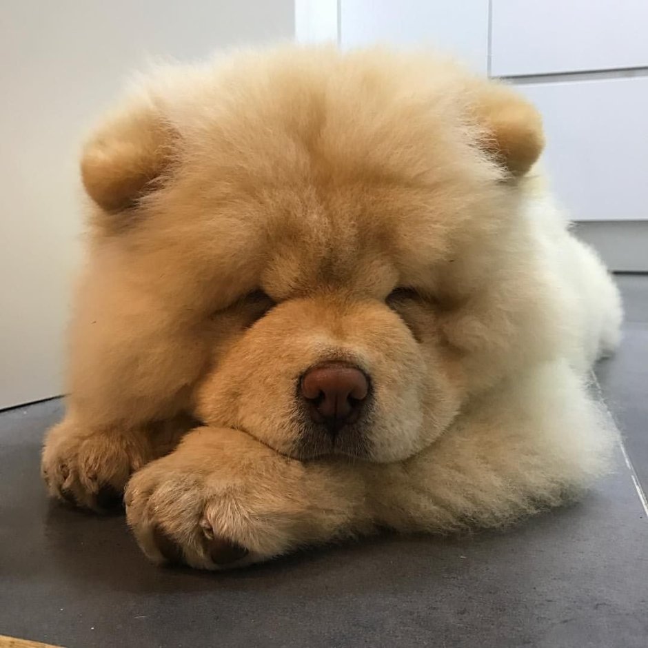 Чау чау плюшевый