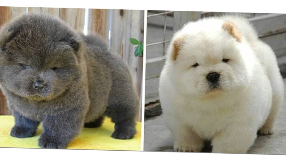 Щенок чау чау Медвежонок