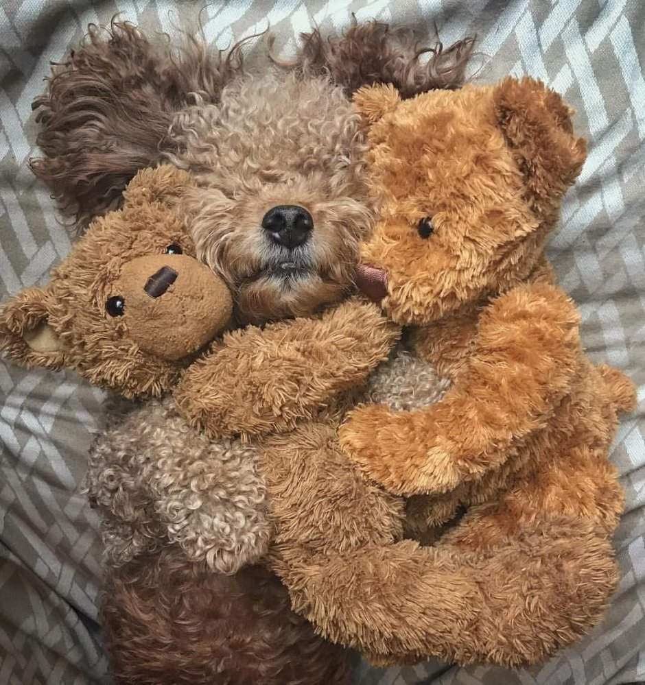 Порода Тедди Беар