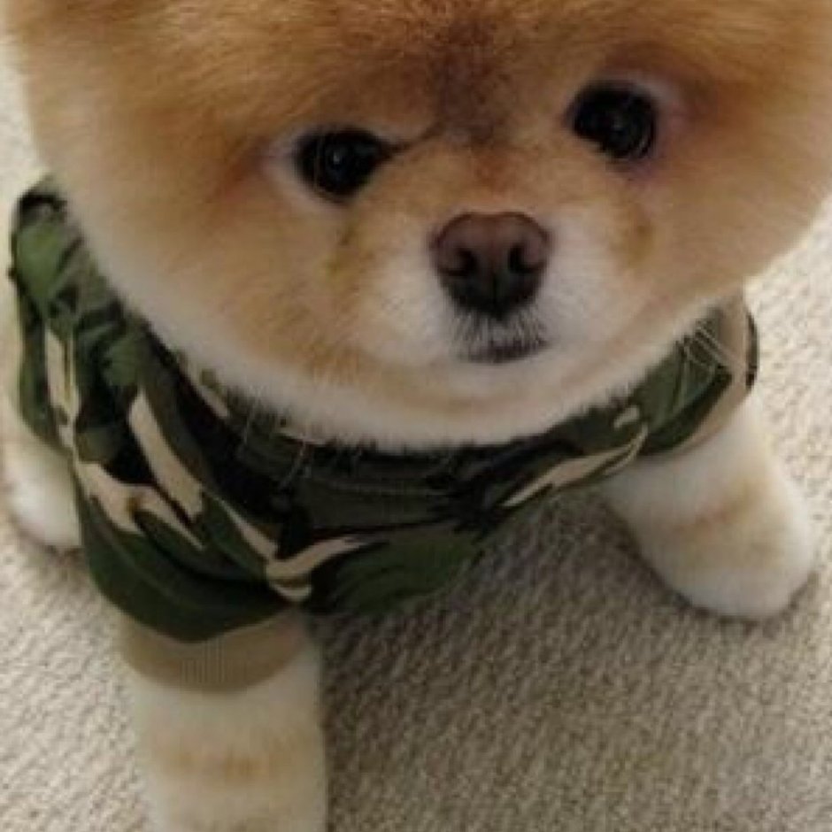 Померанский шпиц Boo