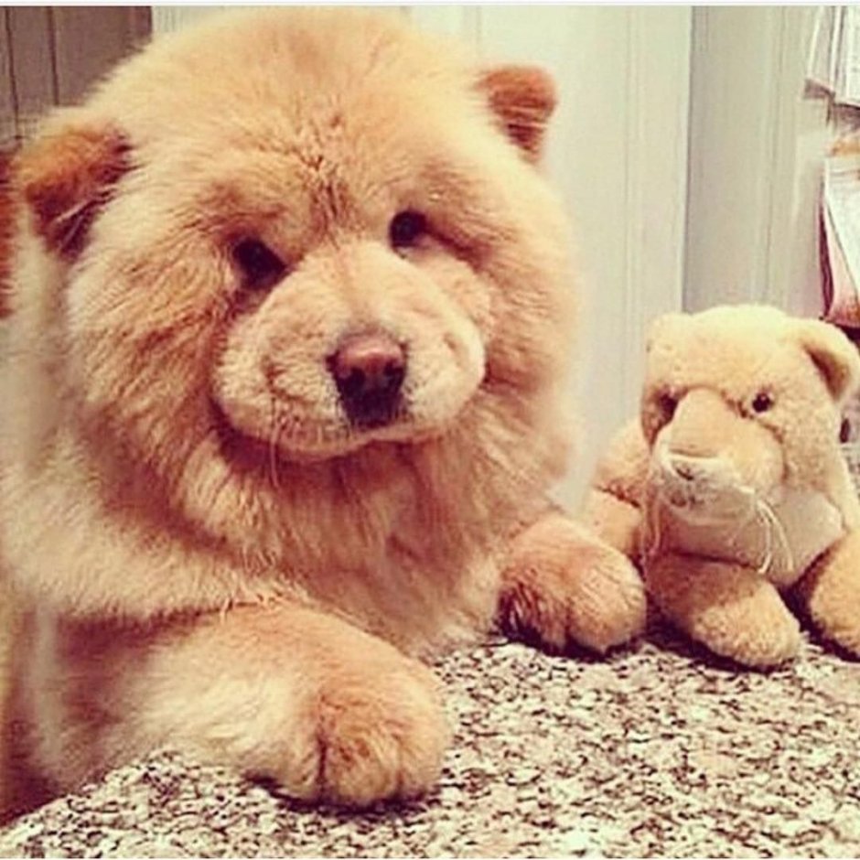 Порода чау чау медведя