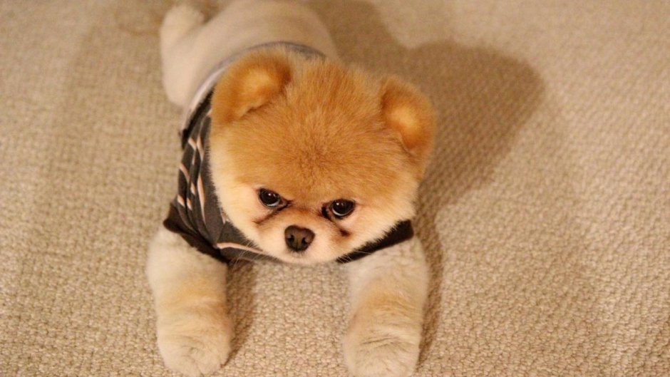 Порода шпиц померанский плюшевый