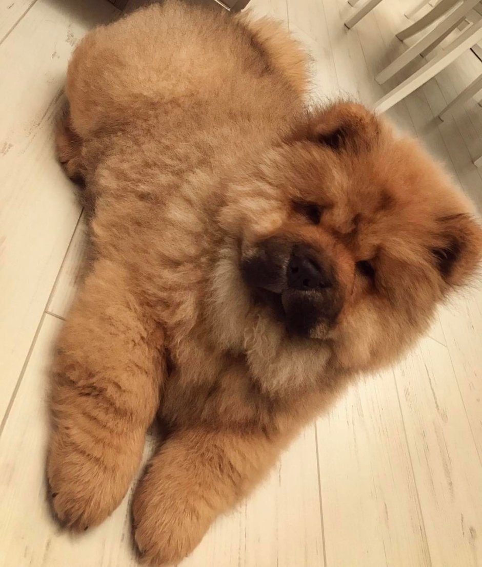 Собаки чау чау маленькие