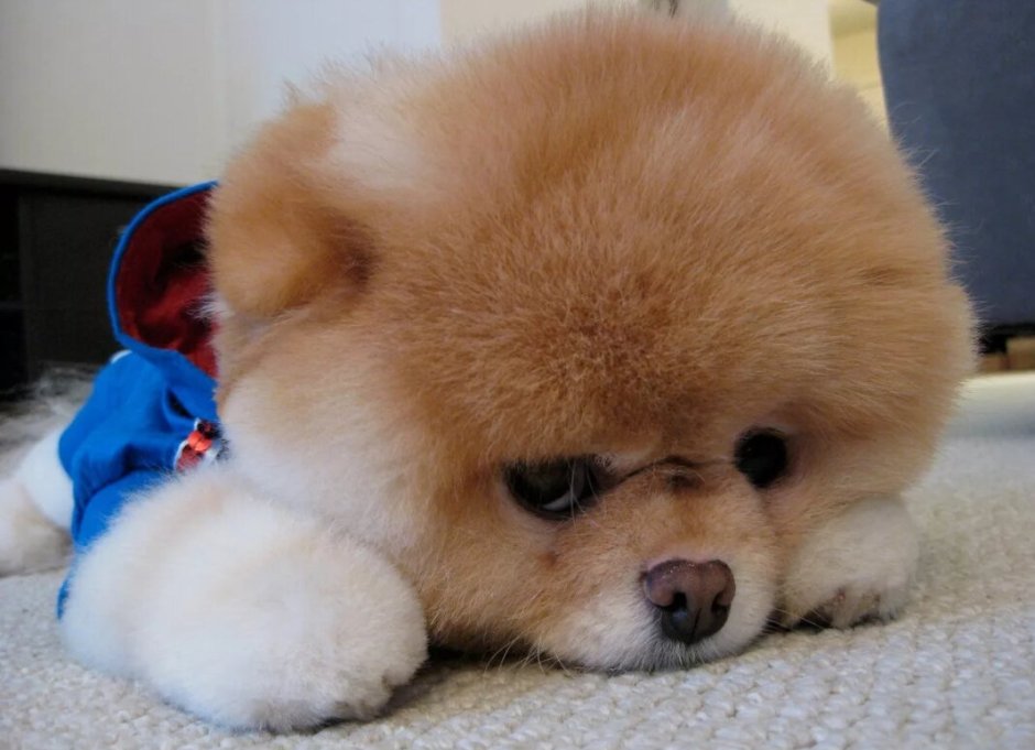 Карликовый шпиц Медвежонок