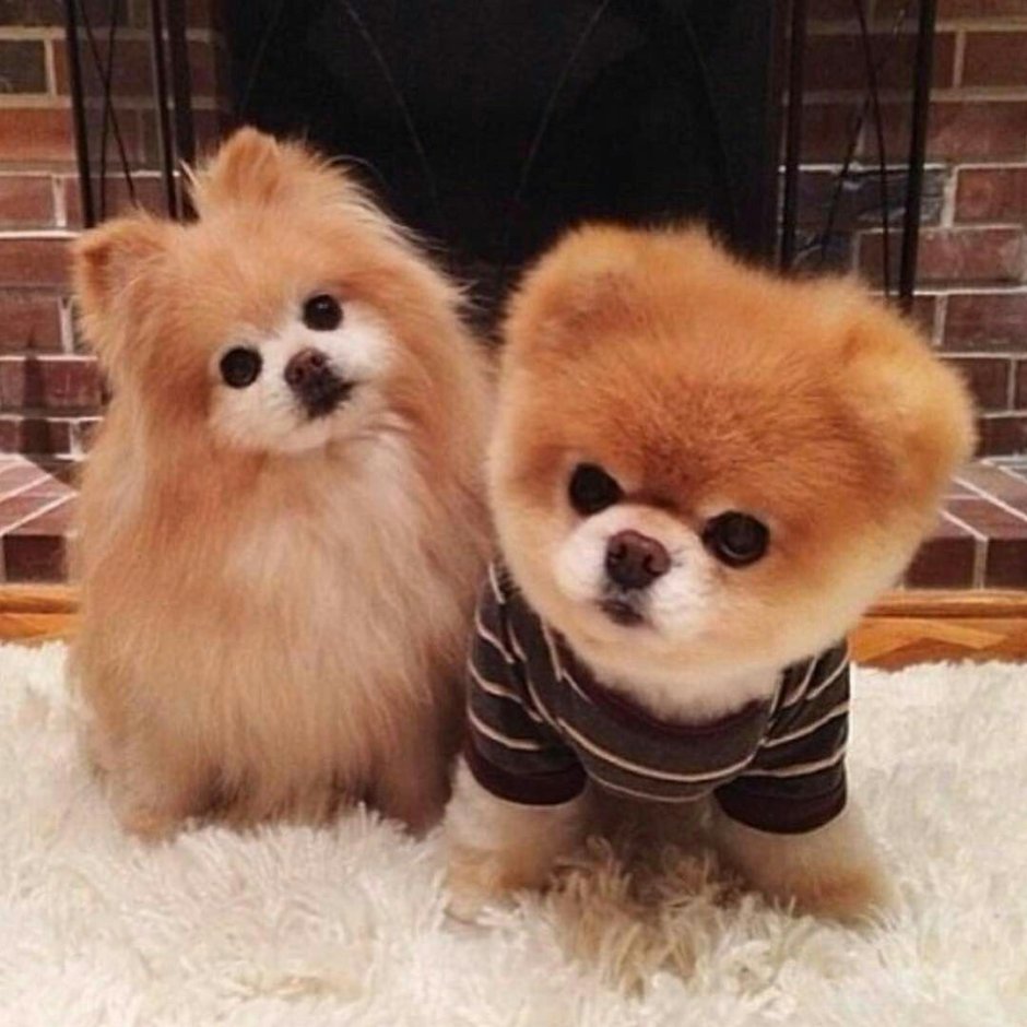 Померанский шпиц бо