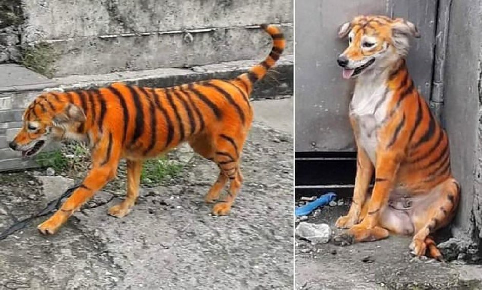 Немецкий боксёр породы собак