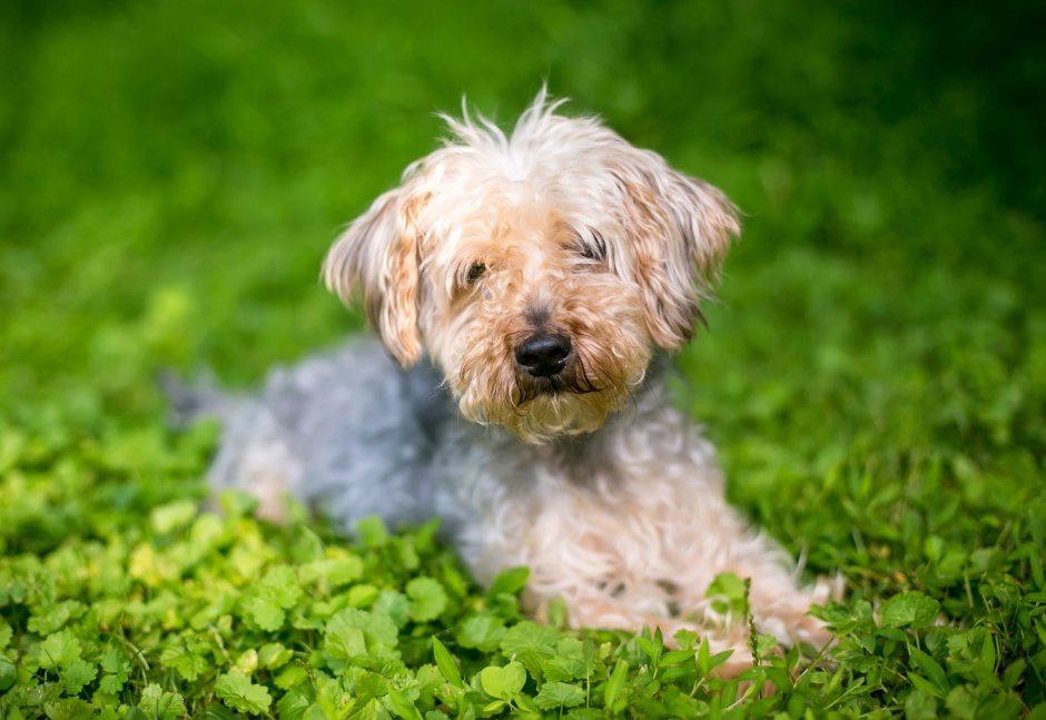 Poodle Terrier Mix