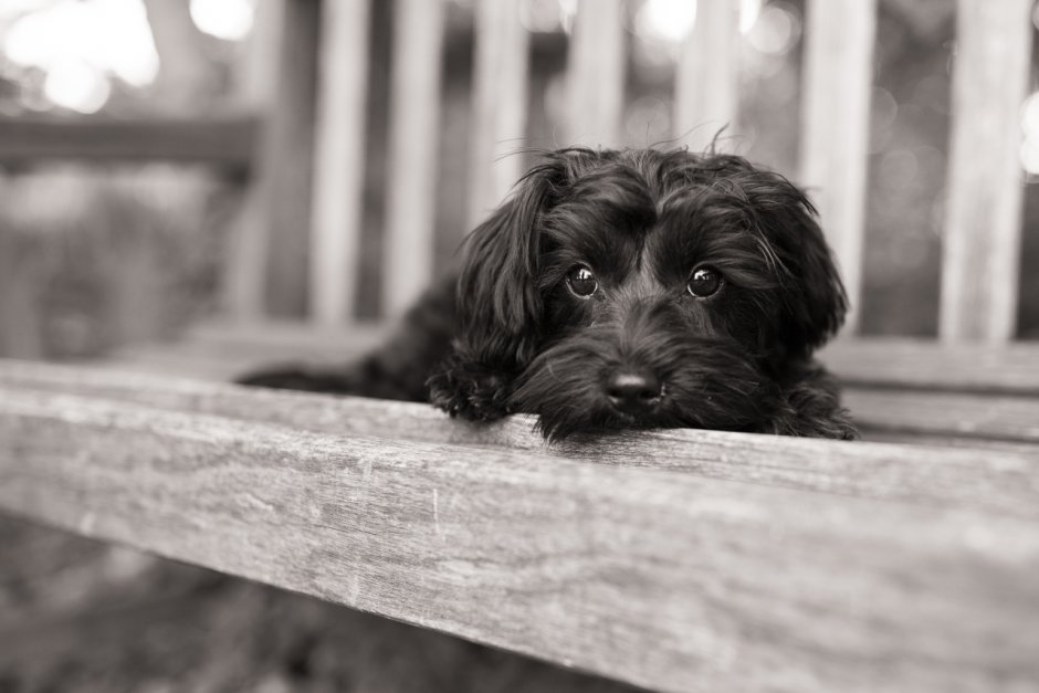 A small Black Dog