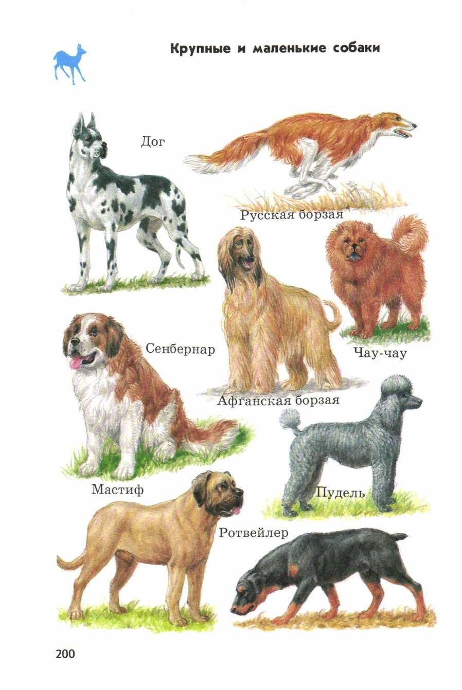 Атлас определитель породы собак 2 класс Плешаков
