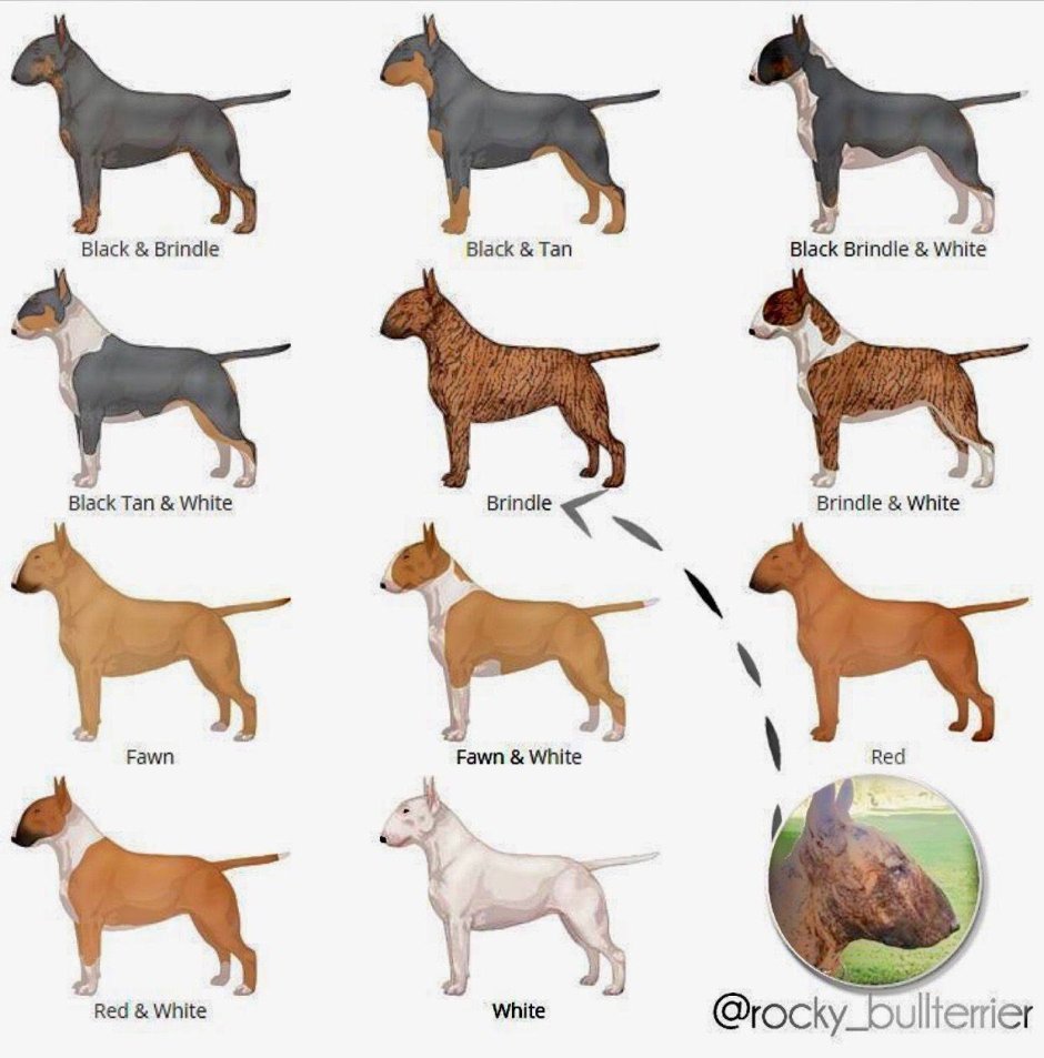 Стаффордширский терьер стандарт