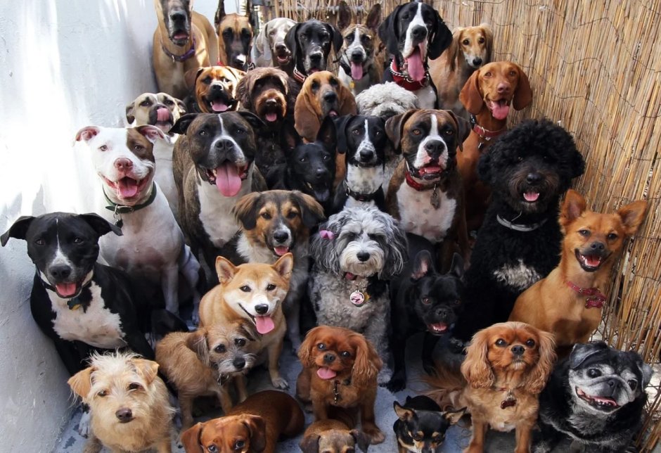 Много собак