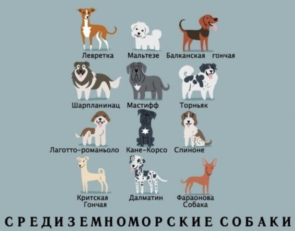 Выучить породы собак