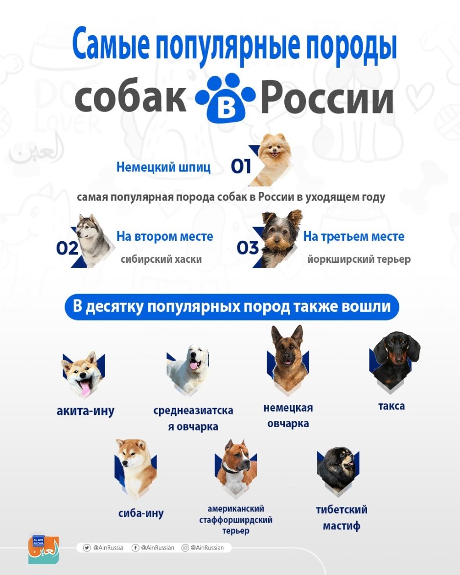 Самые популярные породы собак в России