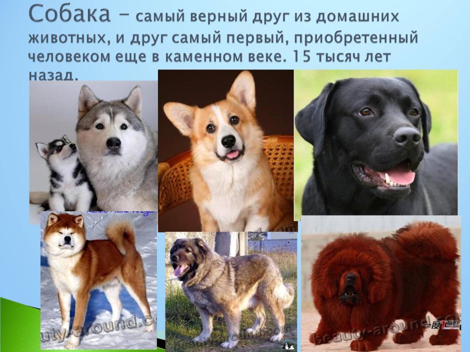 Породы домашних животных собак