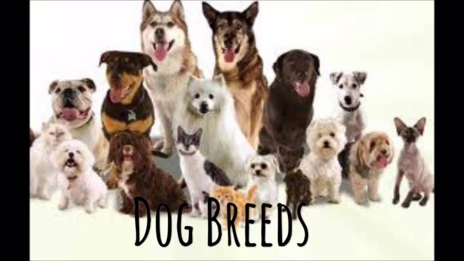 Много щенков