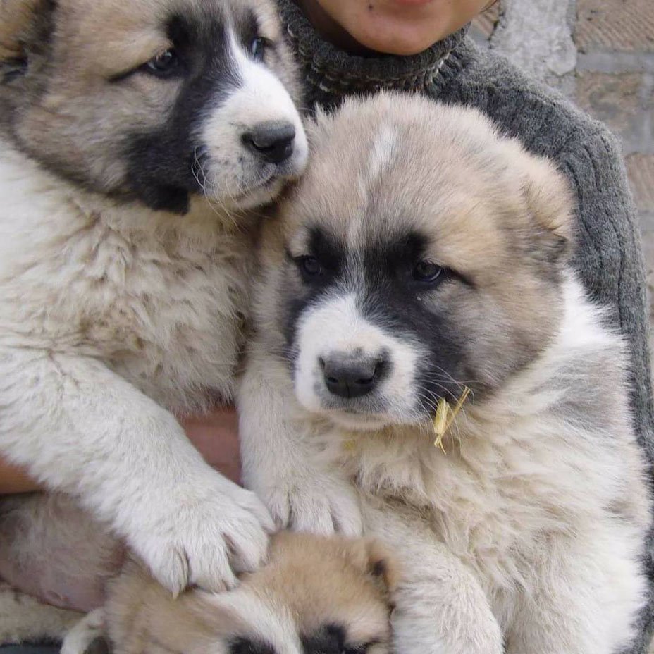 Собачий бой алабай кангал