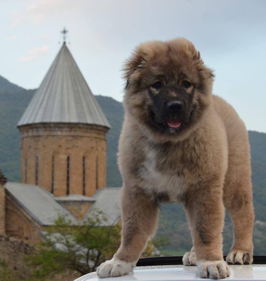 Гампр армянский волкодав
