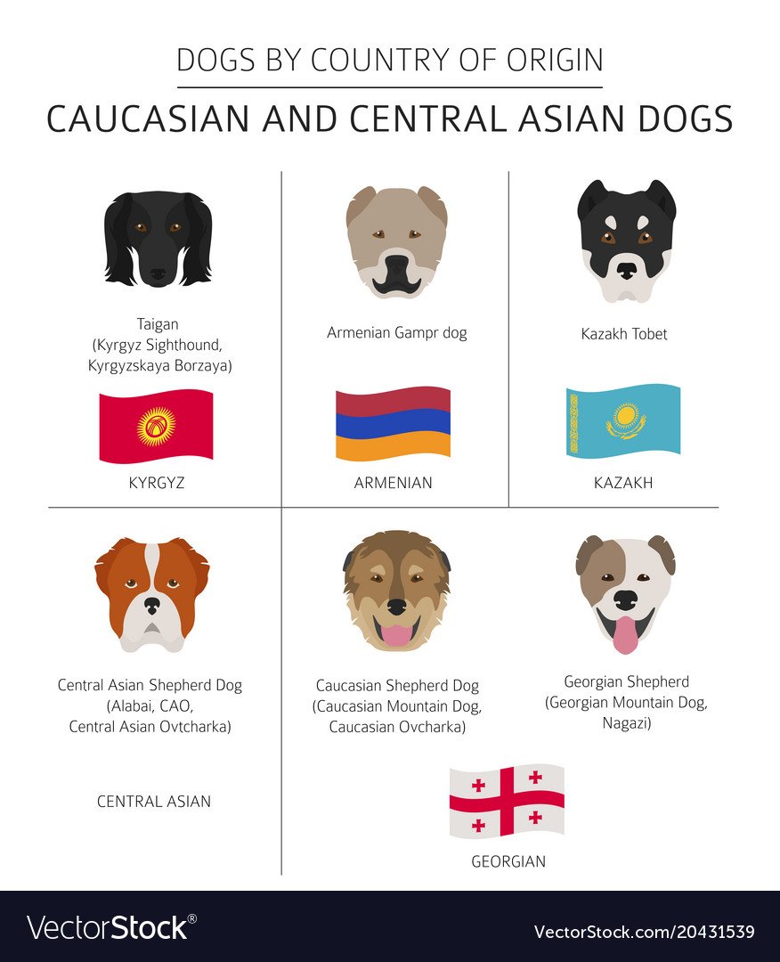 Гампр армянский волкодав бои