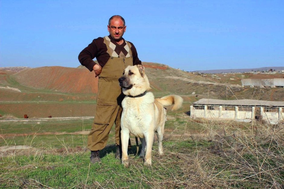 Кангал и алабай