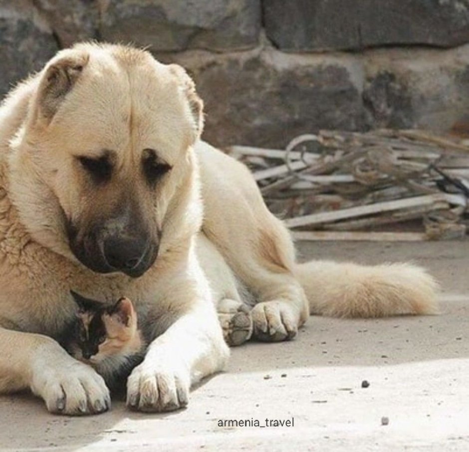 Армянская собака пастух