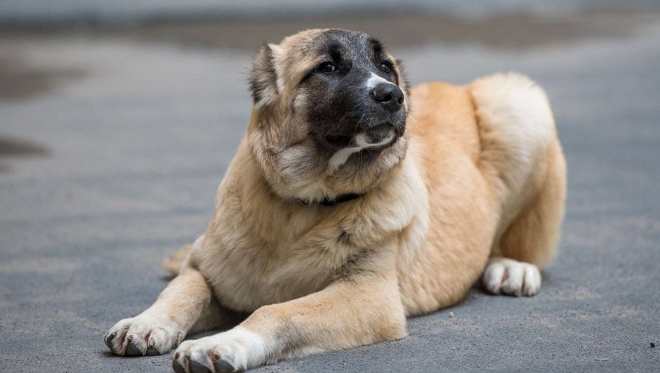 Собака с армянским лицом