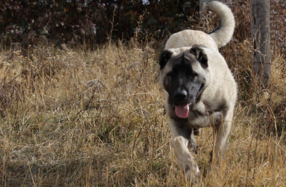 Гампр армянский волкодав