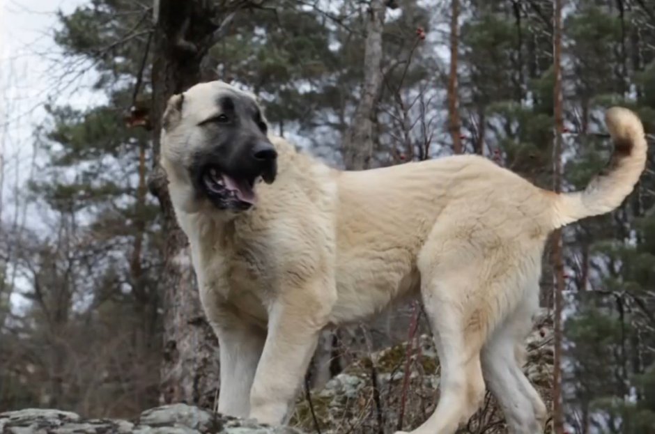 Анатолийская овчарка кангал