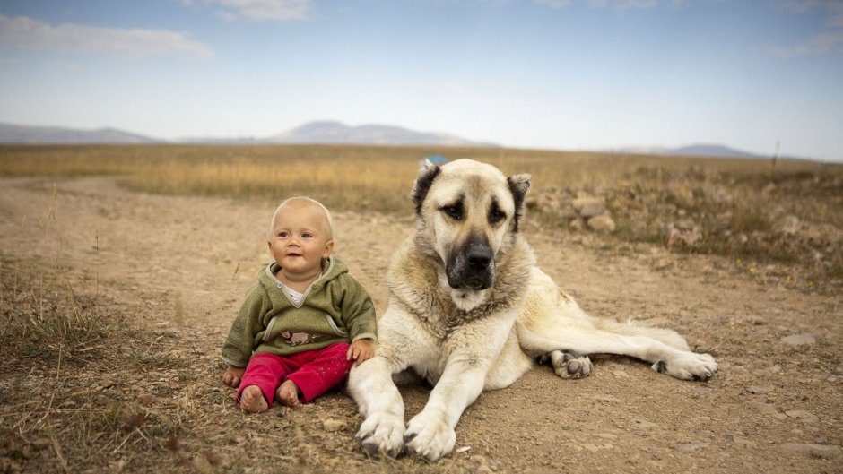 Собака Гампр армянский волкодав