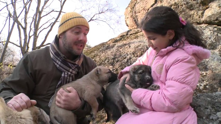 Армянский дог собака