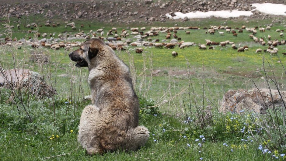 Гампр армянский волкодав