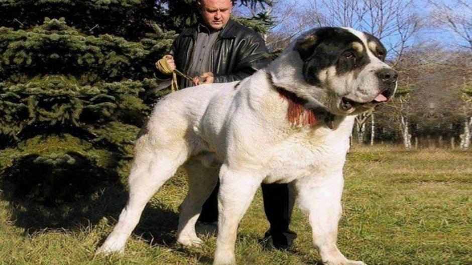 Гампр армянский волкодав