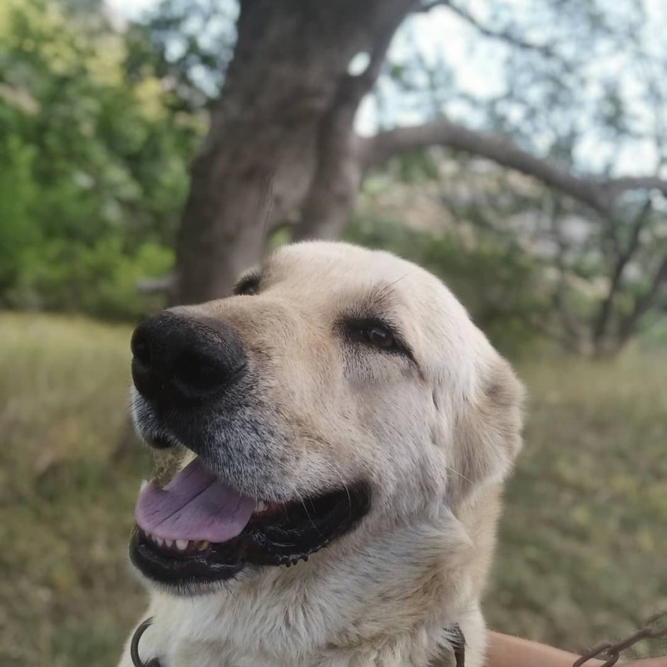 Черный Гампр армянский