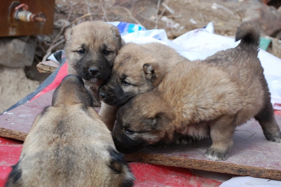 Глаза собаки