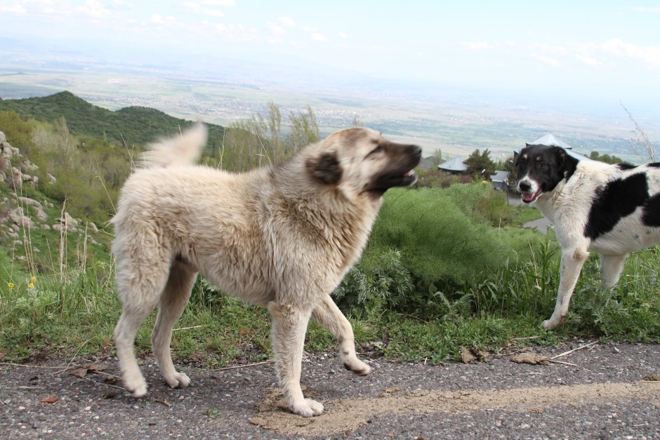 Гампр оскал