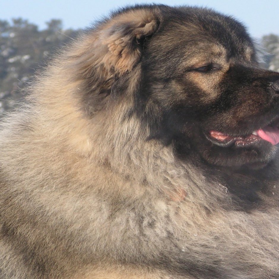 Гавкошмыг мемы