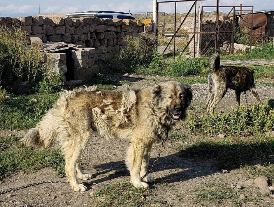 Собачка с бровями