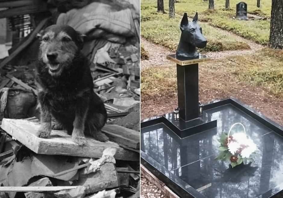 Собака Гампр армянский волкодав