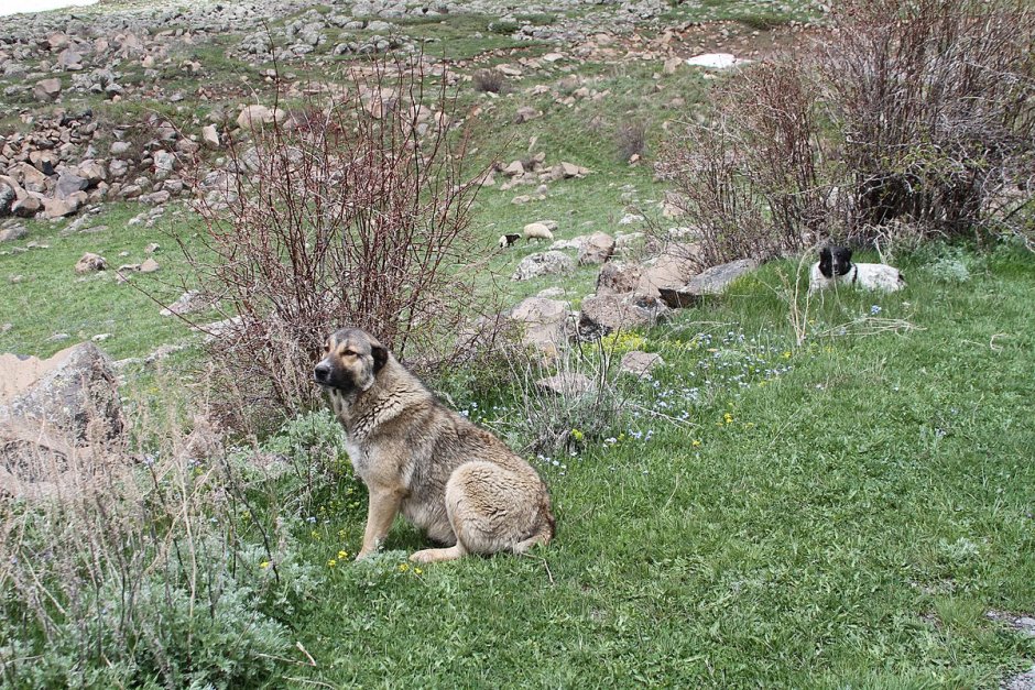 Кабардино Балкария собака танцует
