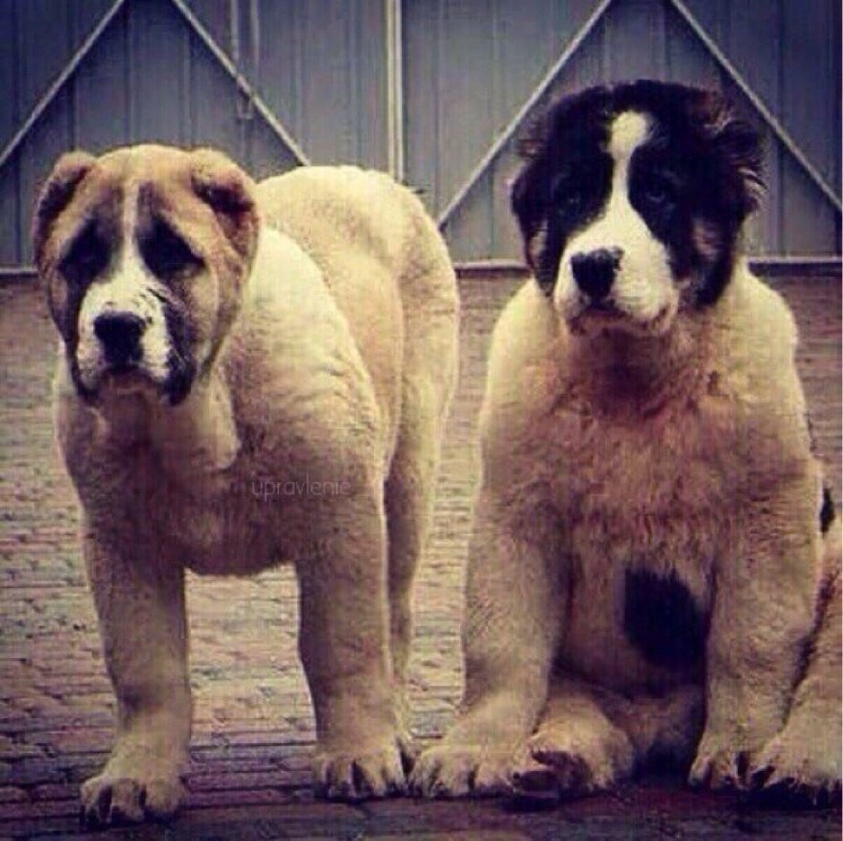 Армянский алабай Гампр