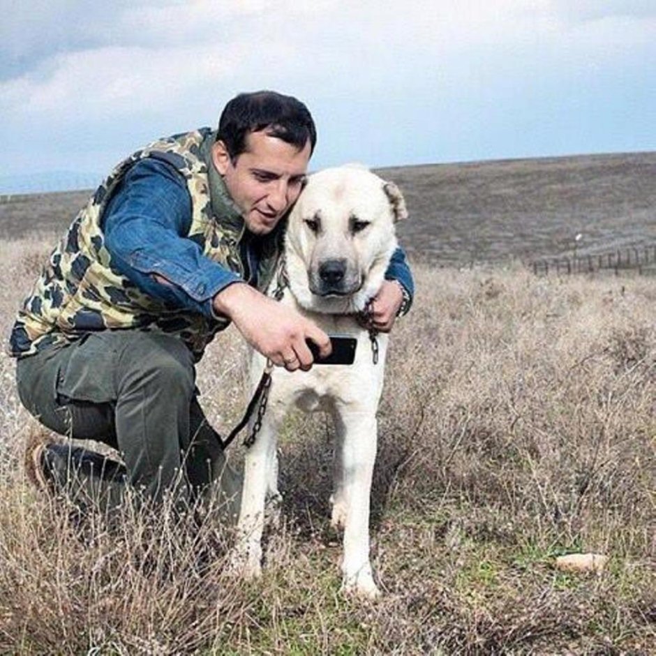 Гампр армянский волкодав