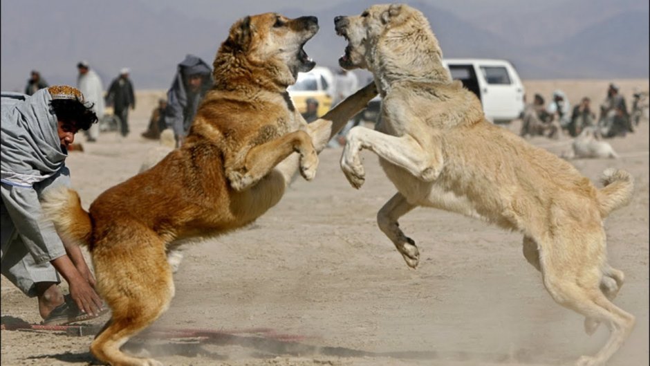 Армянский алабай