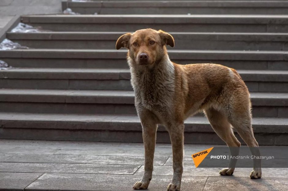 Памятник собаке в Спитаке