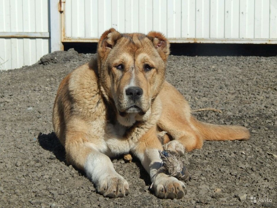 Волкодав Гампр