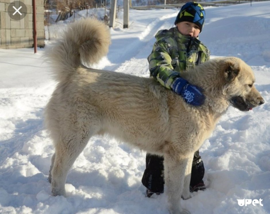 Гампр щенок